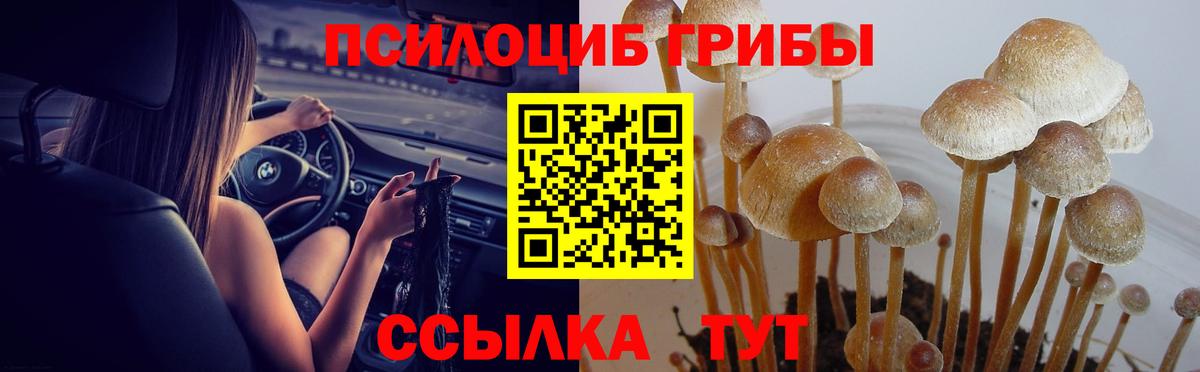 Галлюциногенные грибы Psilocybine cubensis Ирбит